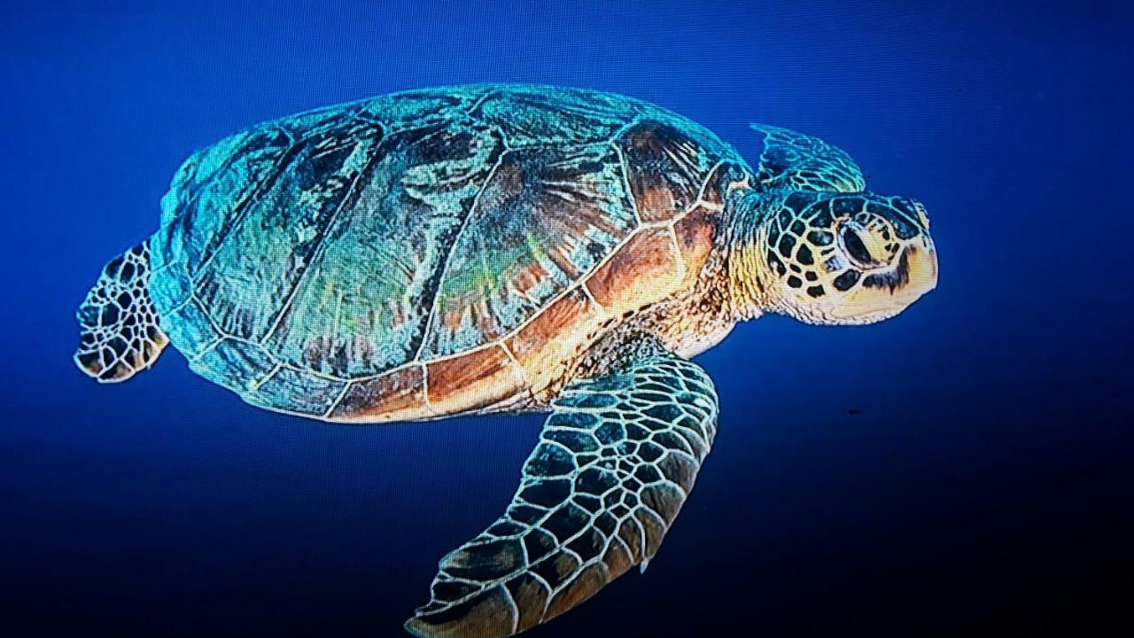 Jepun Bungalows Gili Meno Zewnętrze zdjęcie